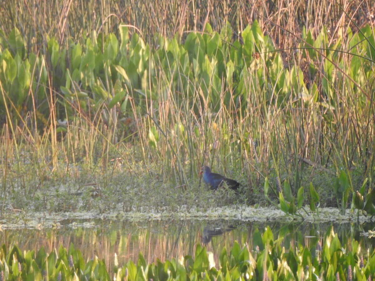 Gray-headed Swamphen - ML323679461