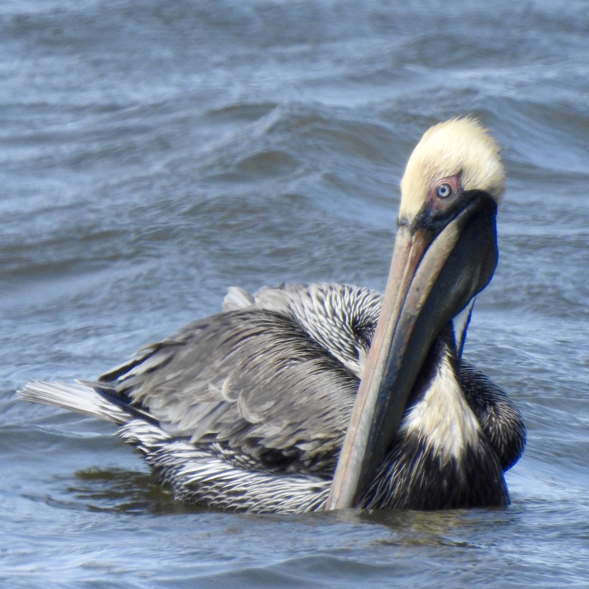 Brown Pelican - Laura Clark