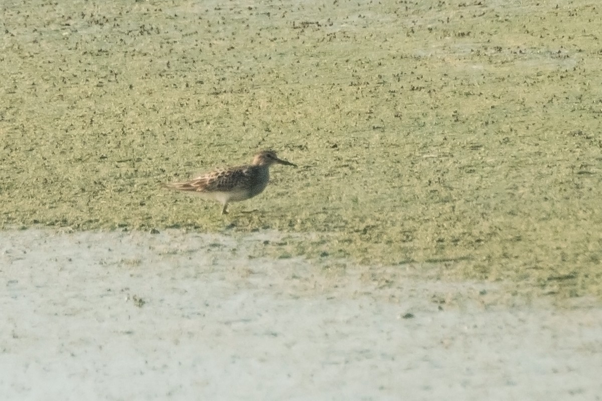 Pectoral Sandpiper - Sue Barth