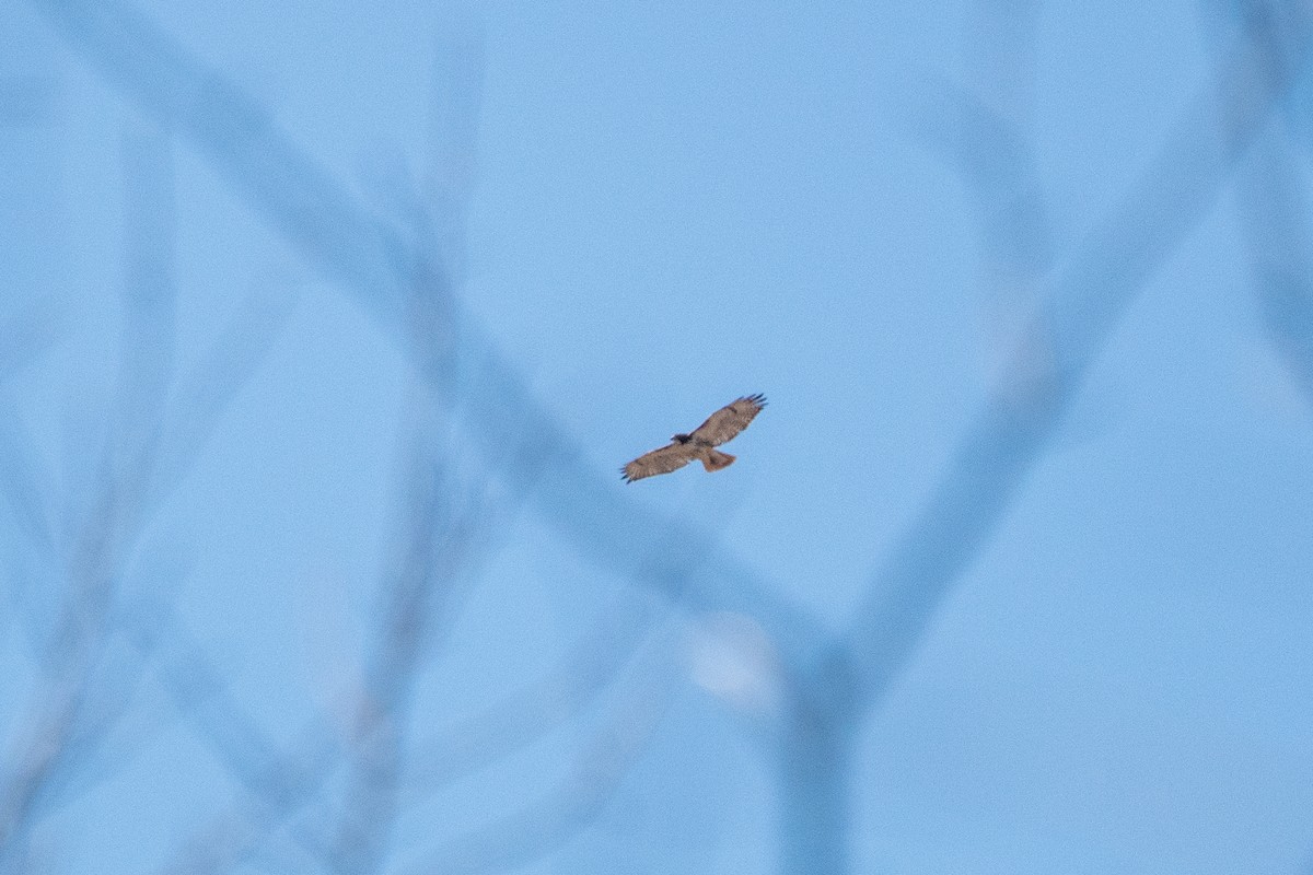 Red-tailed Hawk (borealis) - ML323687061