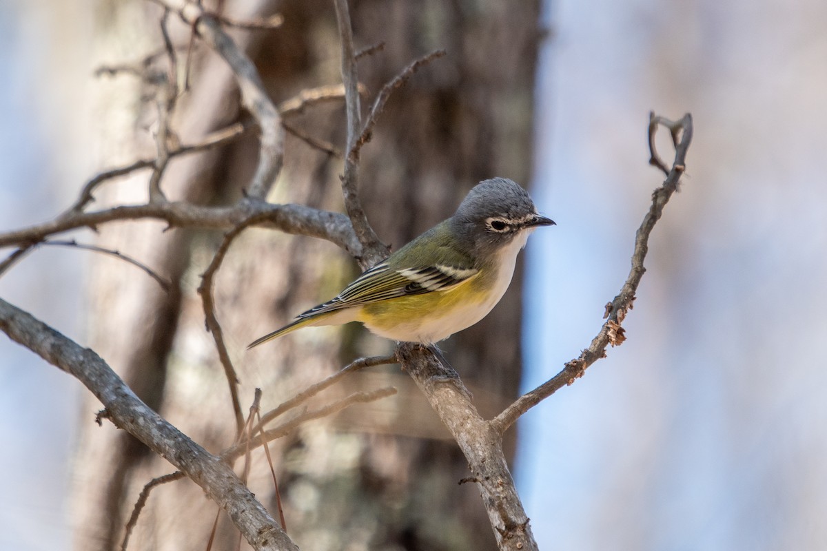 Blue-headed Vireo - ML323687221