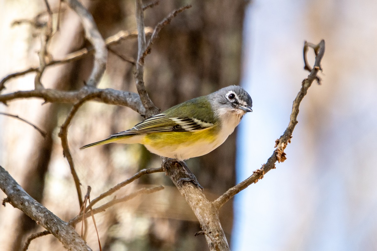 Blue-headed Vireo - ML323687231