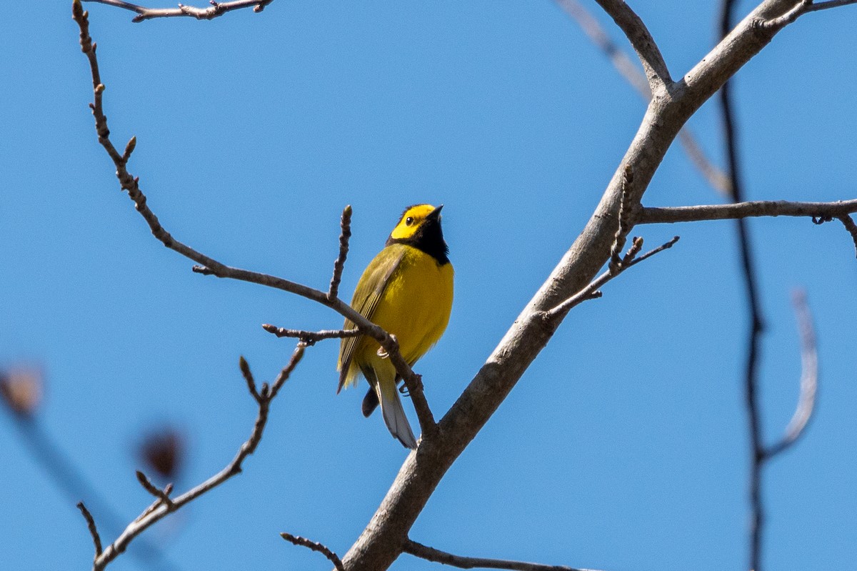 Hooded Warbler - ML323687331