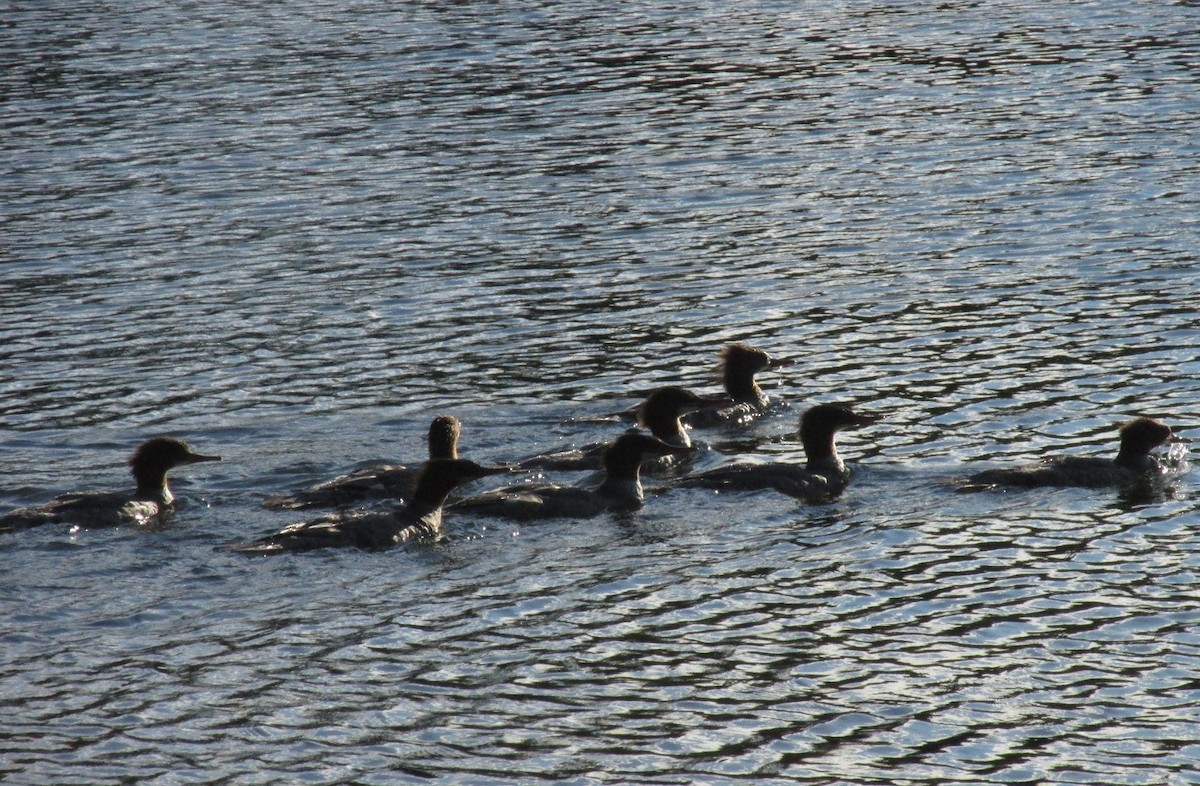 Common Merganser - ML32368761