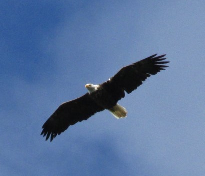 Bald Eagle - ML32368801