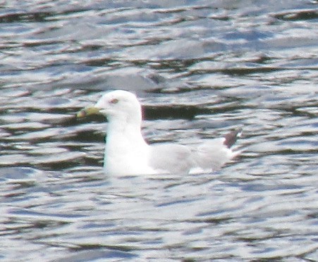 Ring-billed Gull - ML32368811