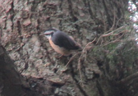 Red-breasted Nuthatch - ML32368821
