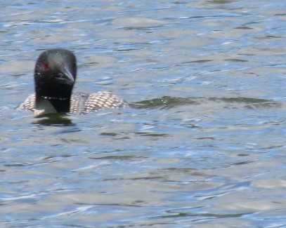 Common Loon - Loren Hintz