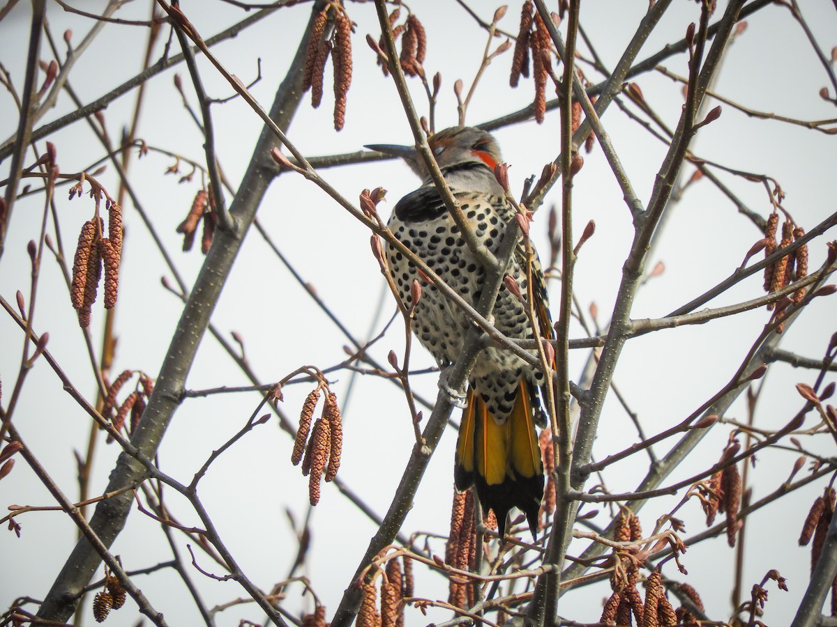 Northern Flicker (Yellow-shafted) - ML323690541