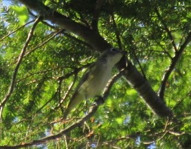 Blue-headed Vireo - Loren Hintz