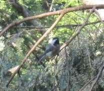 Black-capped Chickadee - ML32369111