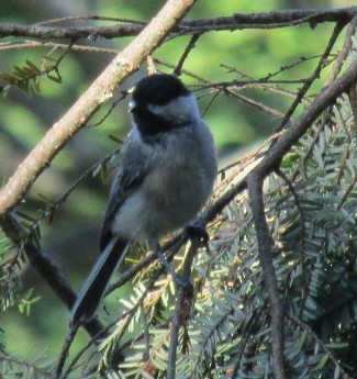 Black-capped Chickadee - ML32369131