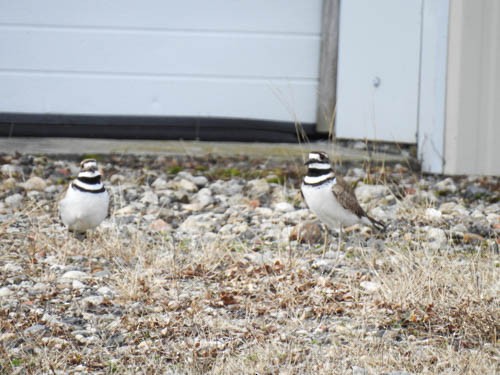 Killdeer - Julie Perrin