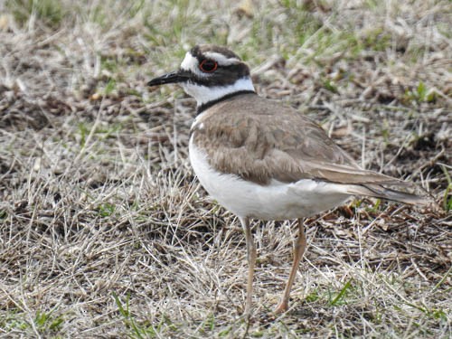 Killdeer - Julie Perrin