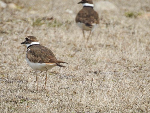 Killdeer - Julie Perrin