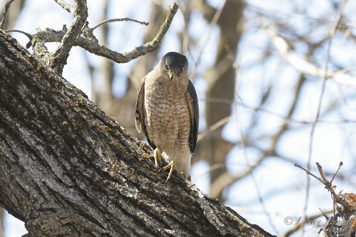 Cooper's Hawk - ML323693391