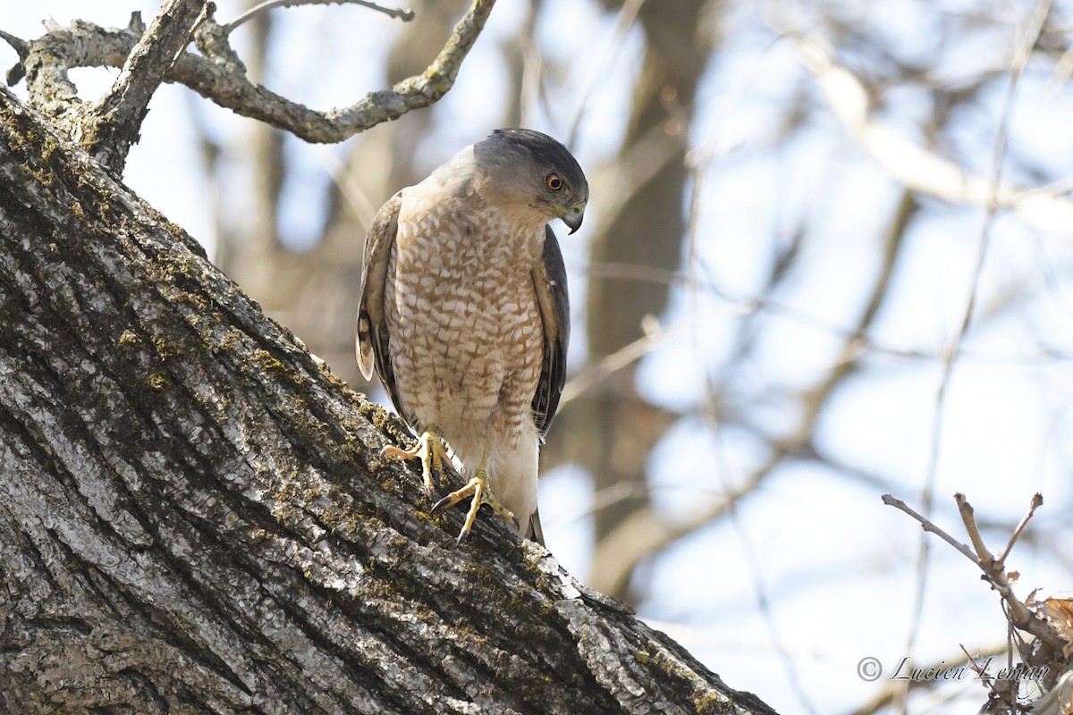 Cooper's Hawk - ML323693411