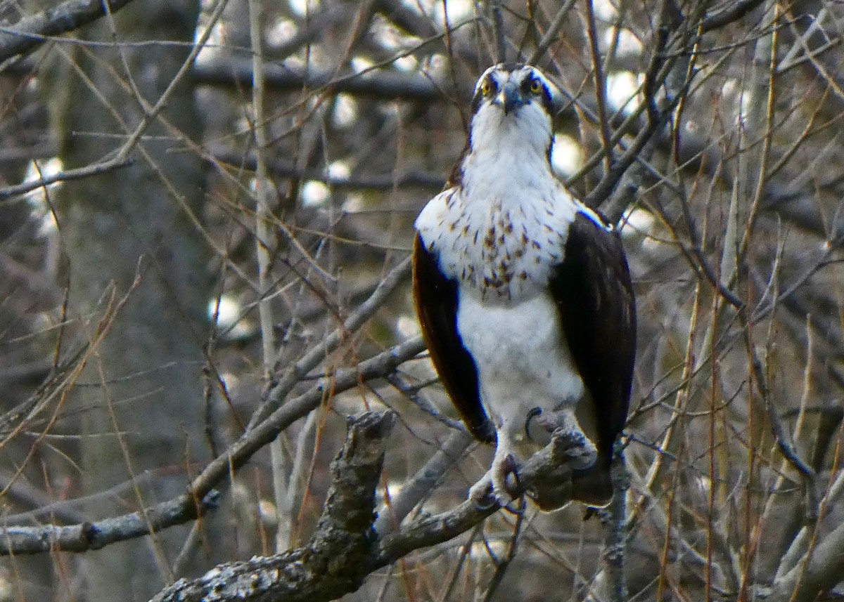 Águila Pescadora - ML323693491