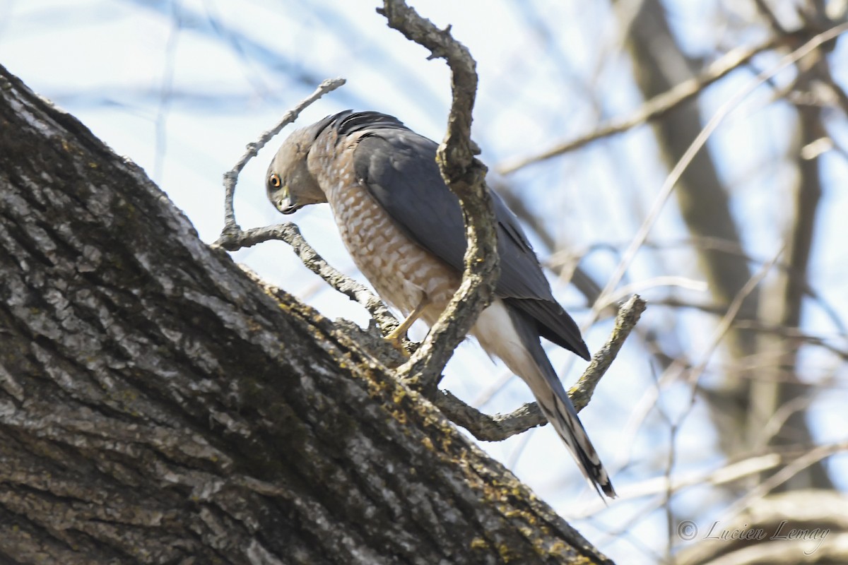 Cooper's Hawk - ML323693561