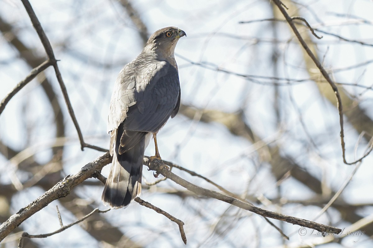 Cooper's Hawk - ML323693681