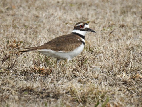 Killdeer - Julie Perrin