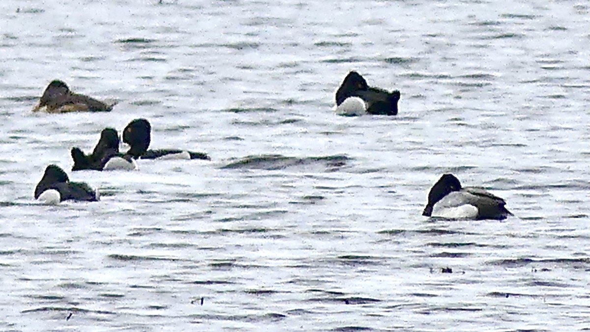 Lesser Scaup - Laura Blutstein