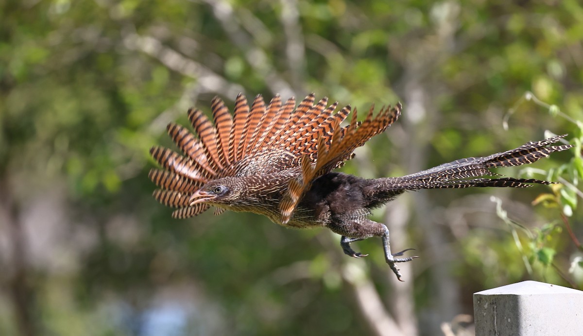 Pheasant Coucal - ML323699211