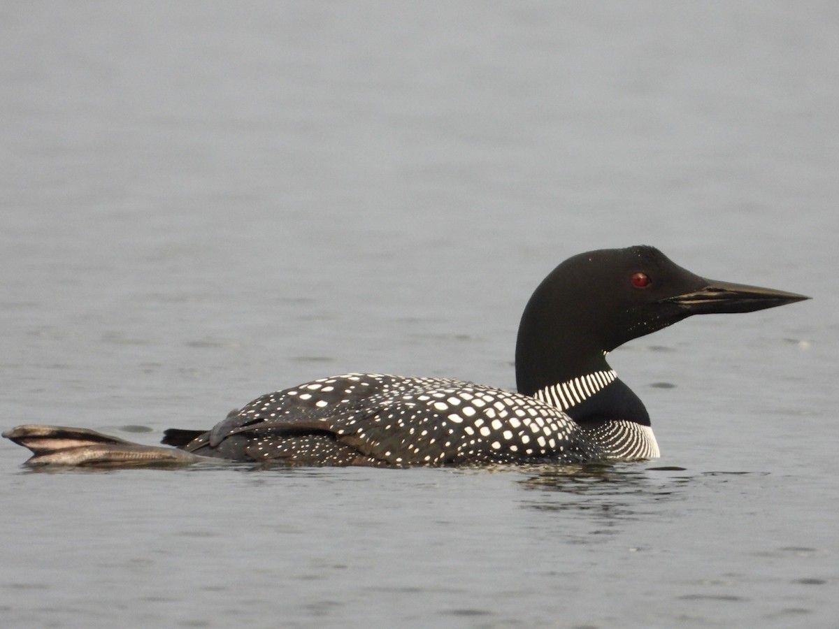 Common Loon - Trey Weaver