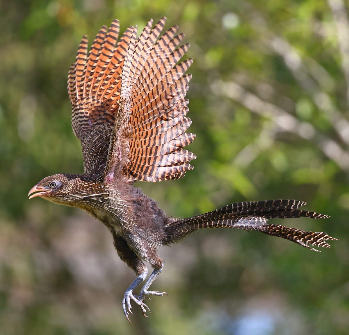 Pheasant Coucal - ML323699251