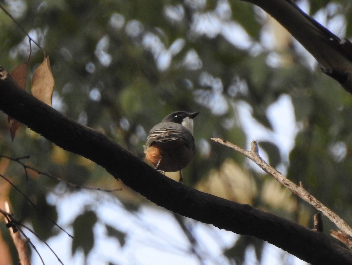 Rufous Whistler - ML323699861