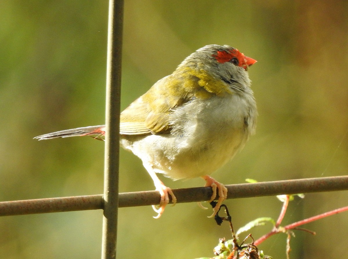 Red-browed Firetail - ML323699931