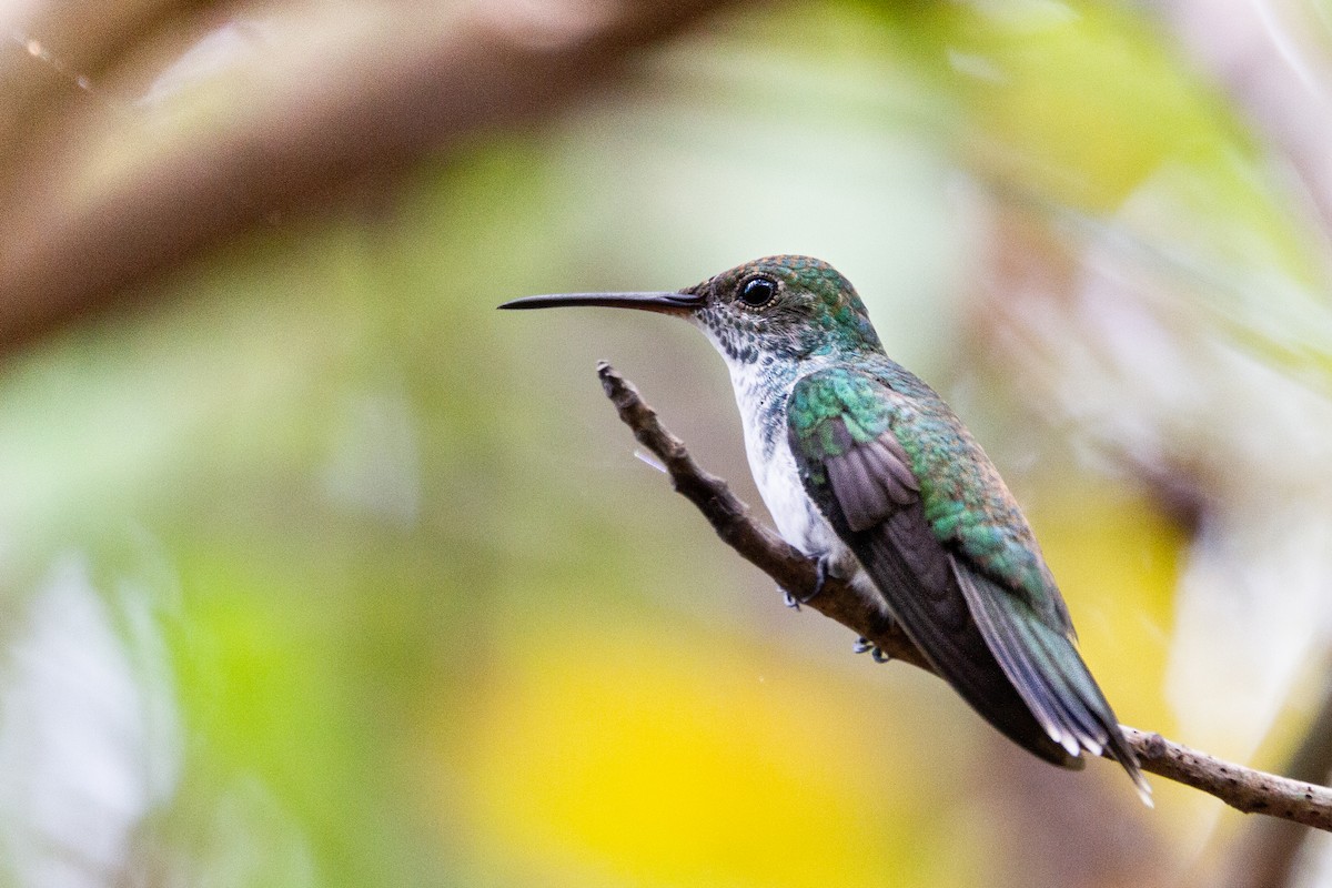 Mangrove Hummingbird - ML323700571