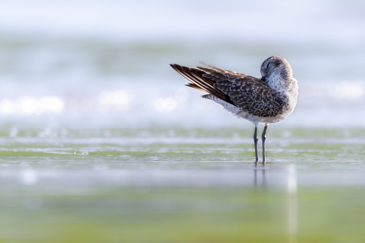 Pivieressa - ML323701191