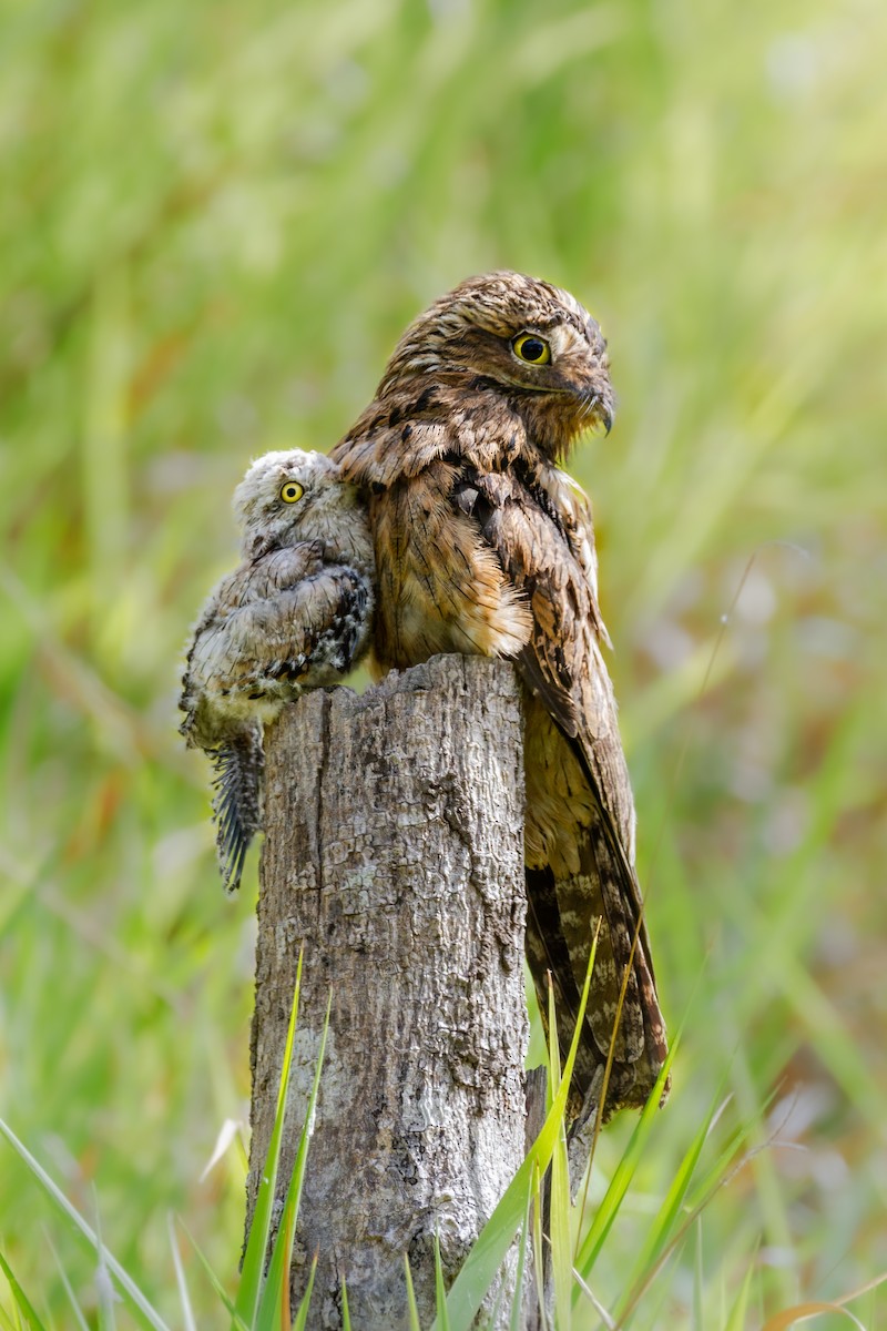 Common Potoo - ML323701721