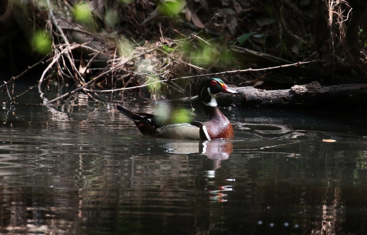 Wood Duck - Margareta Wieser