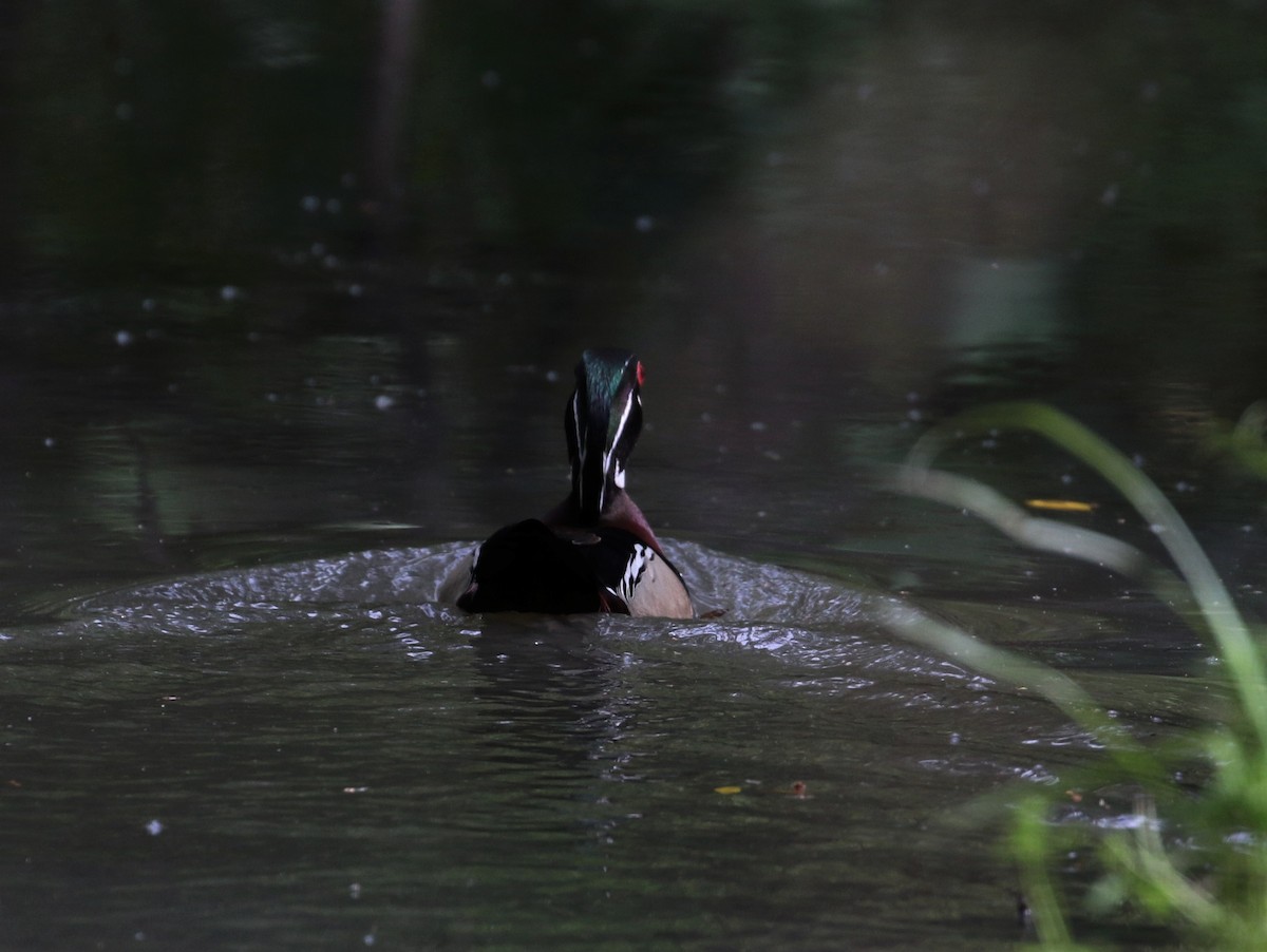 Wood Duck - Margareta Wieser