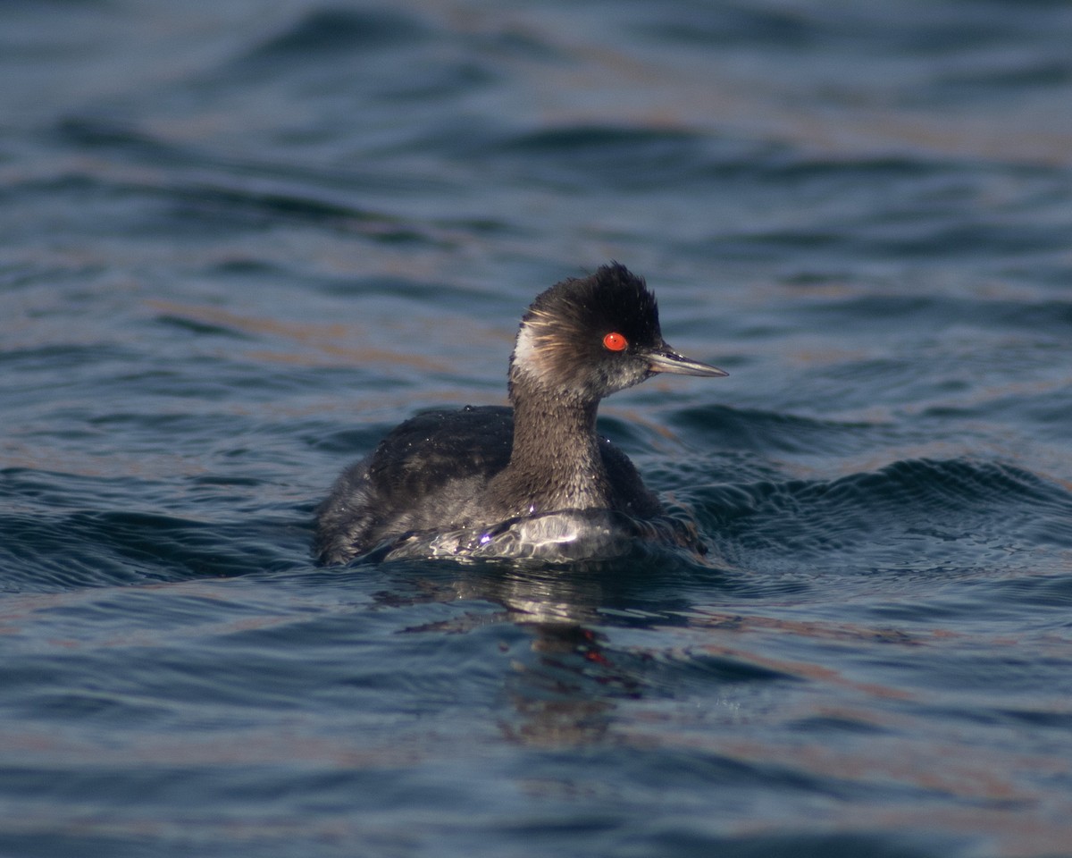 Eared Grebe - ML323708161