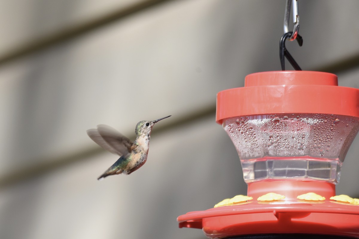 Calliope Hummingbird - ML323708351