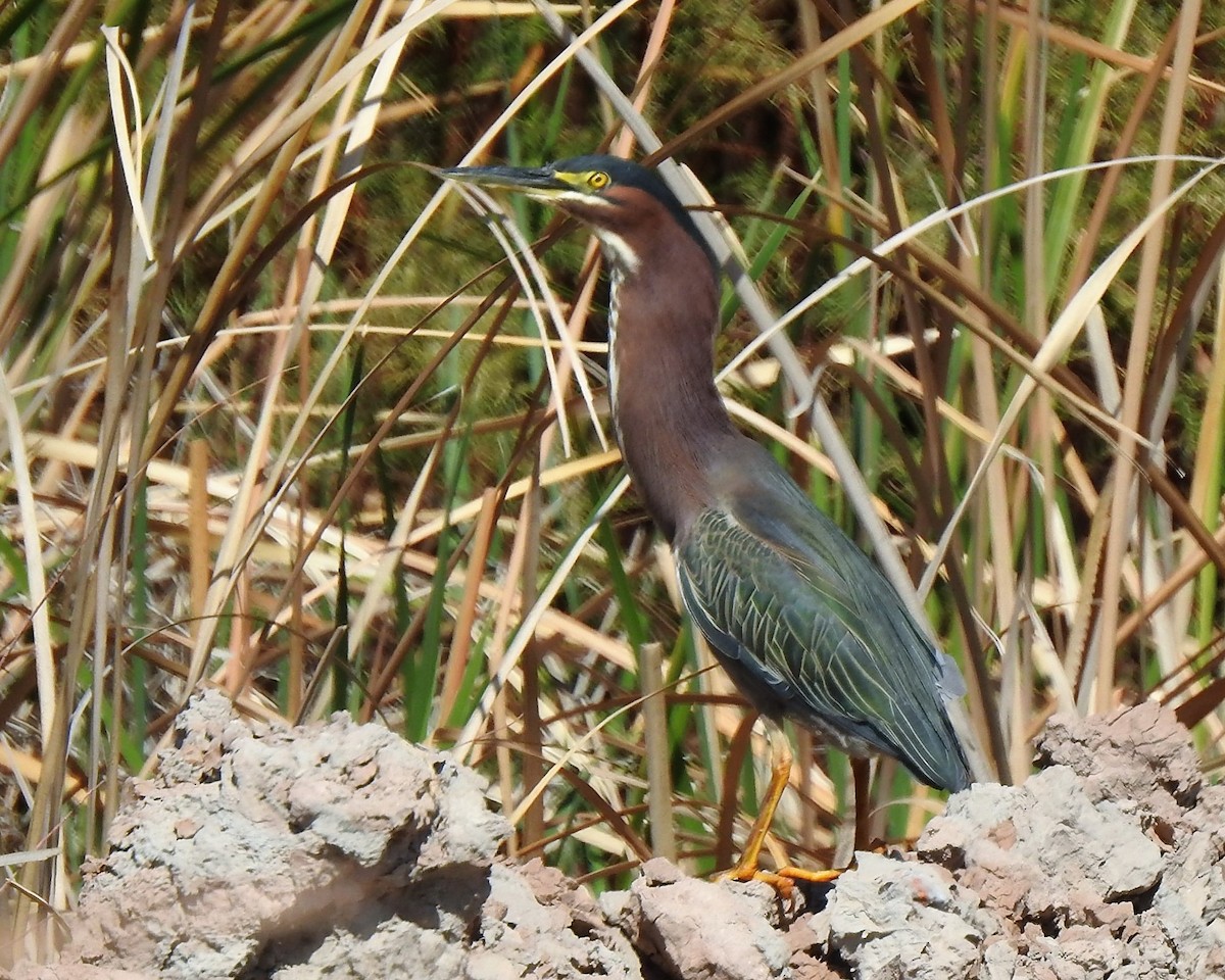 Green Heron - ML323710261