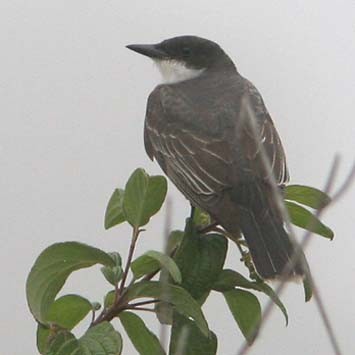 Eastern Kingbird - ML32371081