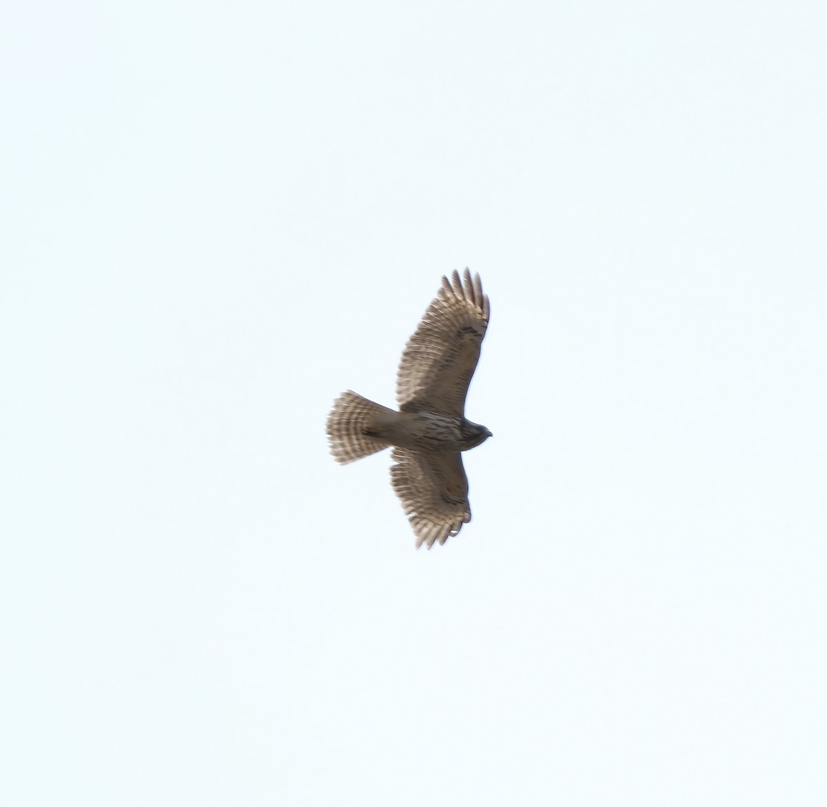 Red-shouldered Hawk - ML323711131