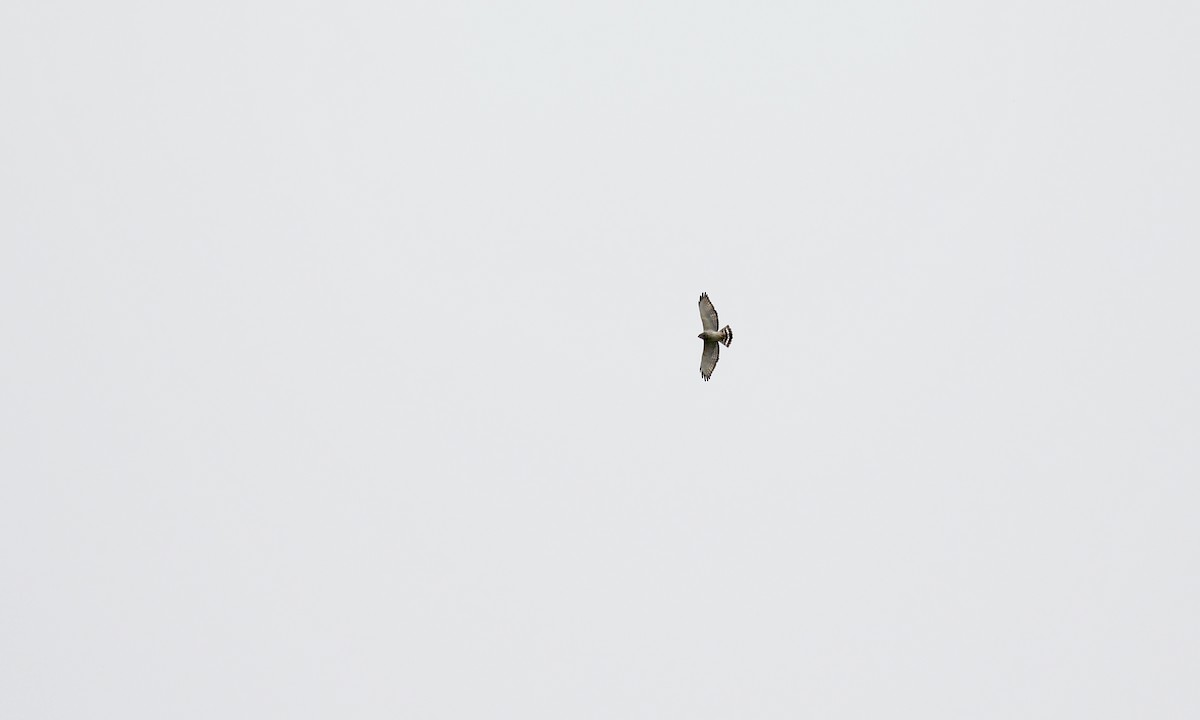 Broad-winged Hawk - ML323712521