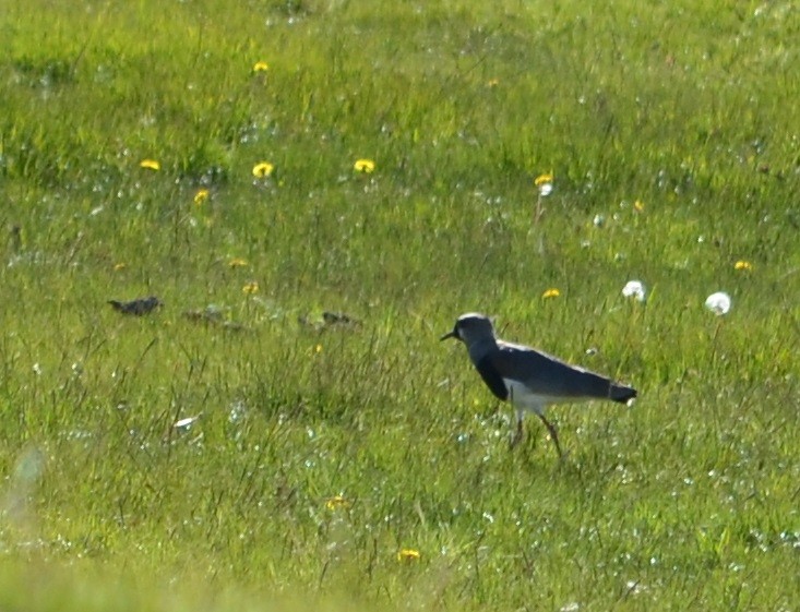 Southern Lapwing - Viviana Fuentes