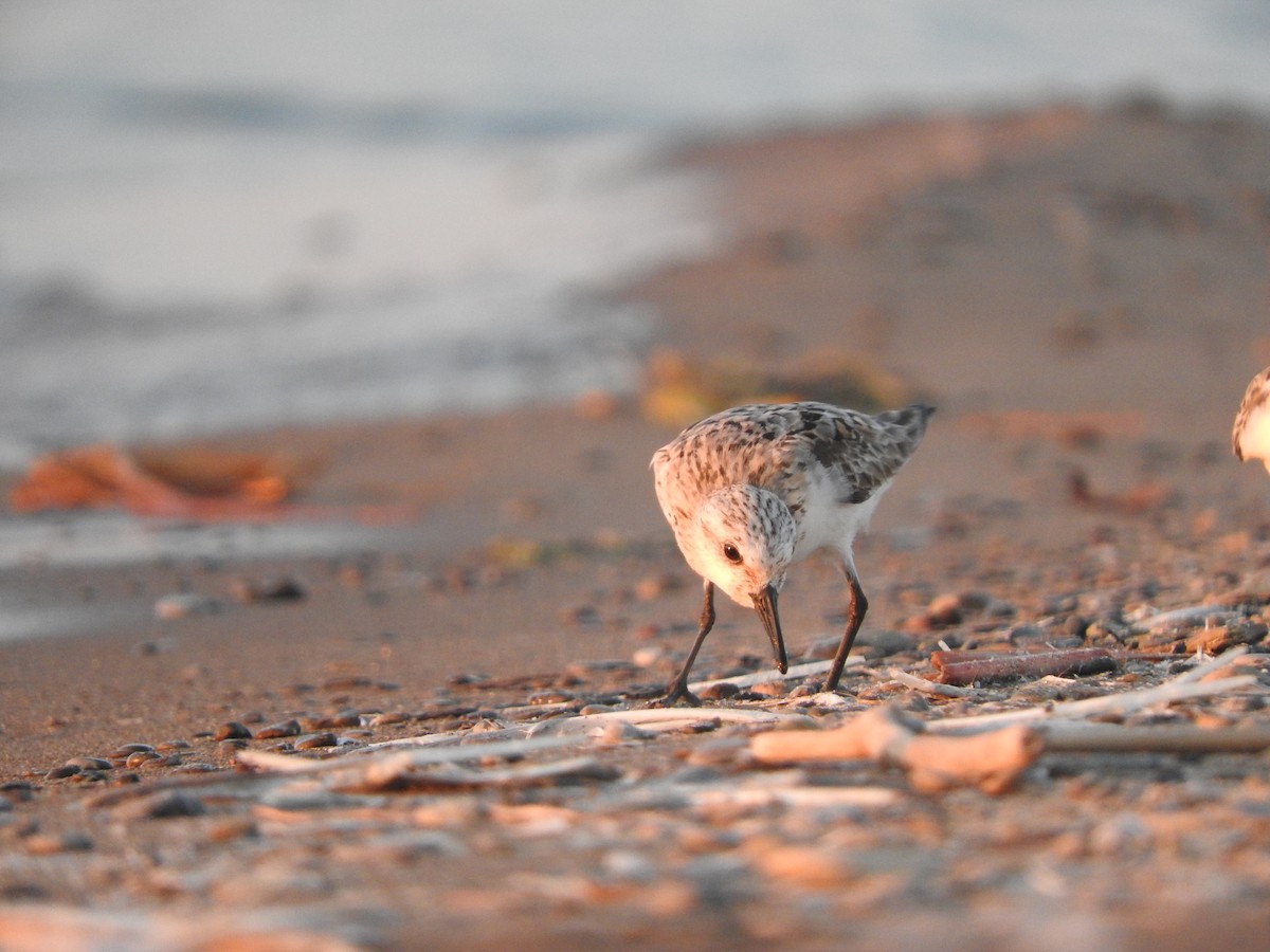 Bécasseau sanderling - ML32371291