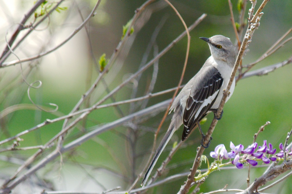 Northern Mockingbird - ML323713031