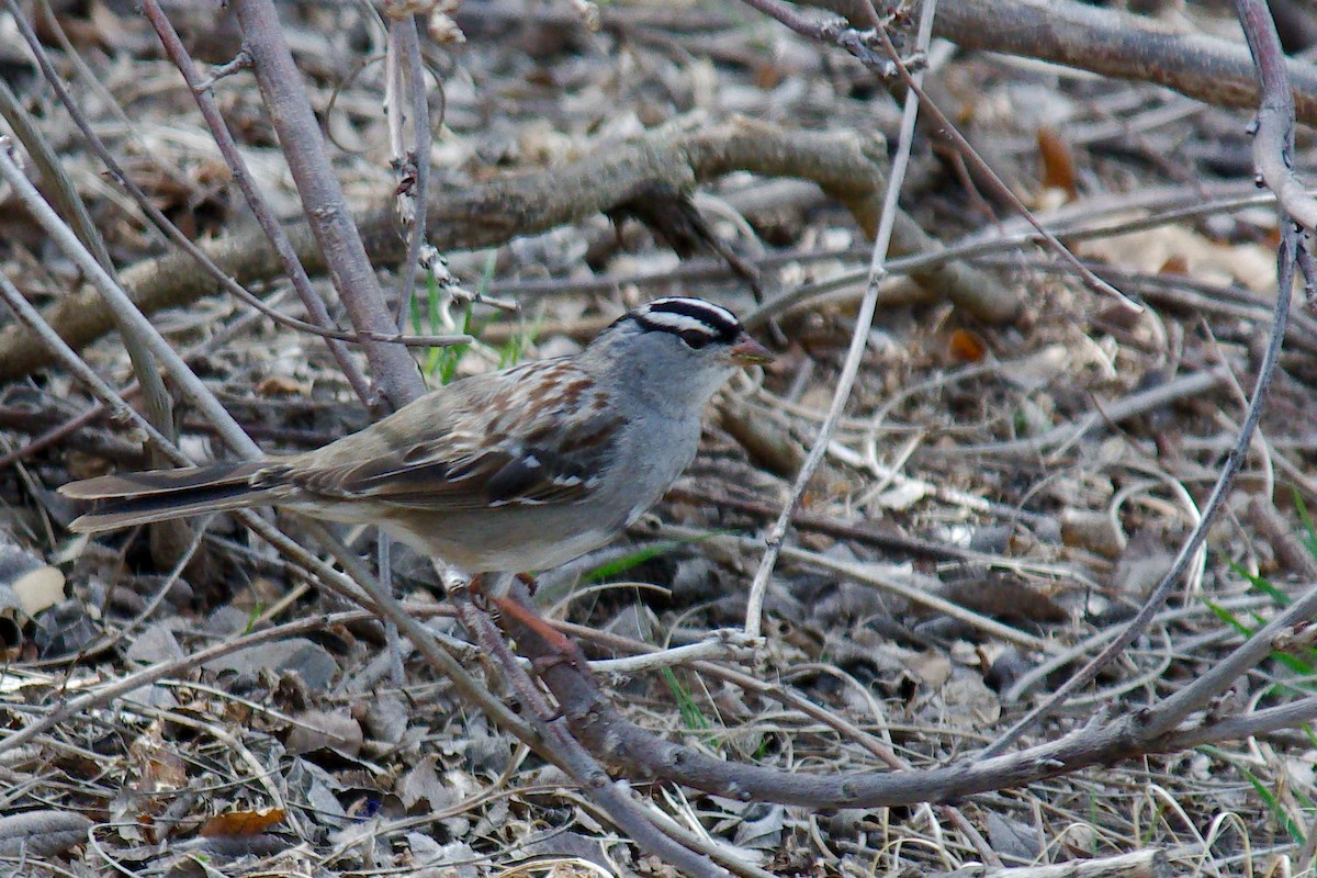 White-crowned Sparrow - ML323713061