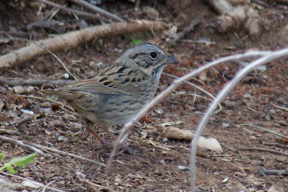 Lincoln's Sparrow - ML323713121