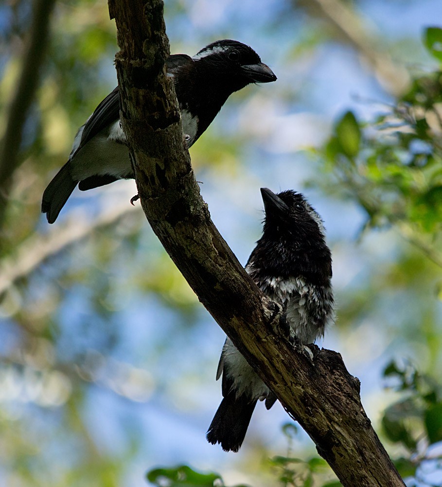 White-eared Barbet - ML323713251