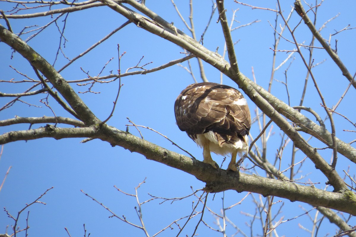 Red-tailed Hawk - ML323713461