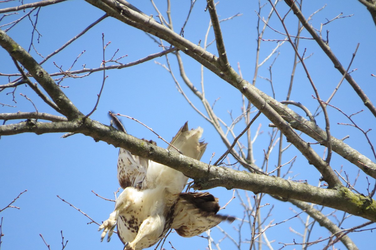Red-tailed Hawk - ML323713521